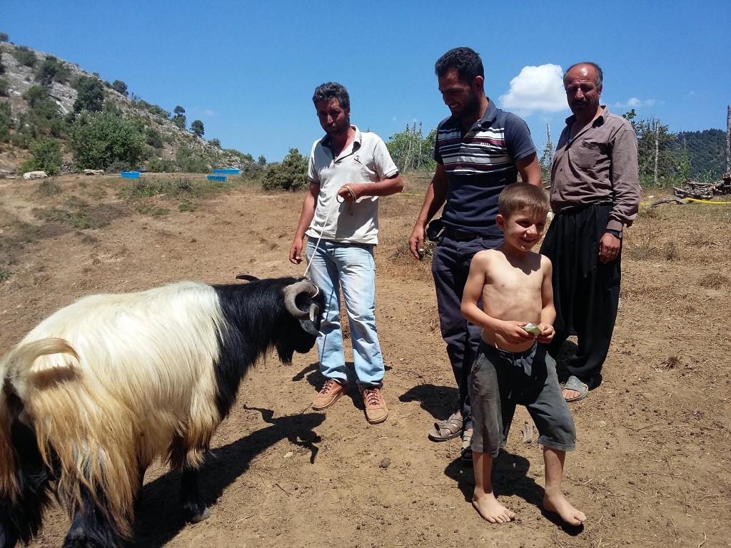boynuz parası